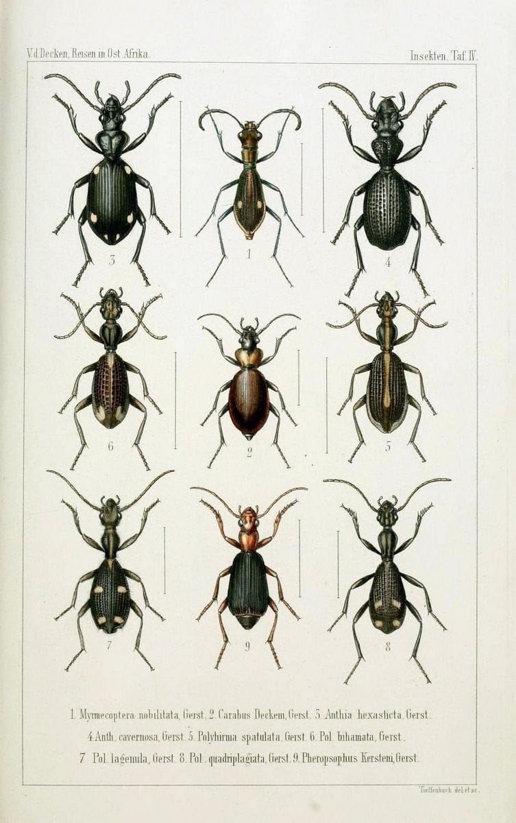 Die Gliedertheir-fauna des Sansibar-gebietes :.Leipzig :C. F. Winter,1873.  | Insects Tanzania  | Vintage Print Reproduction 471567