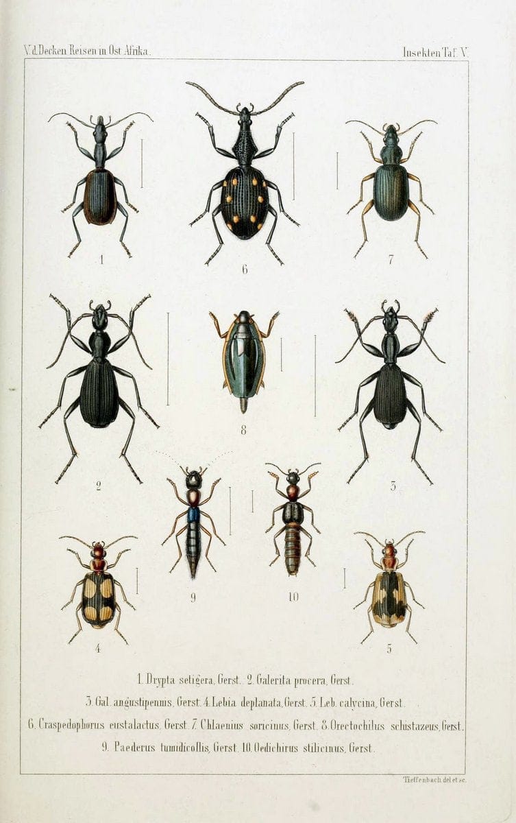 Die Gliedertheir-fauna des Sansibar-gebietes :.Leipzig :C. F. Winter,1873.  | Insects Tanzania  | Vintage Print Reproduction 471568