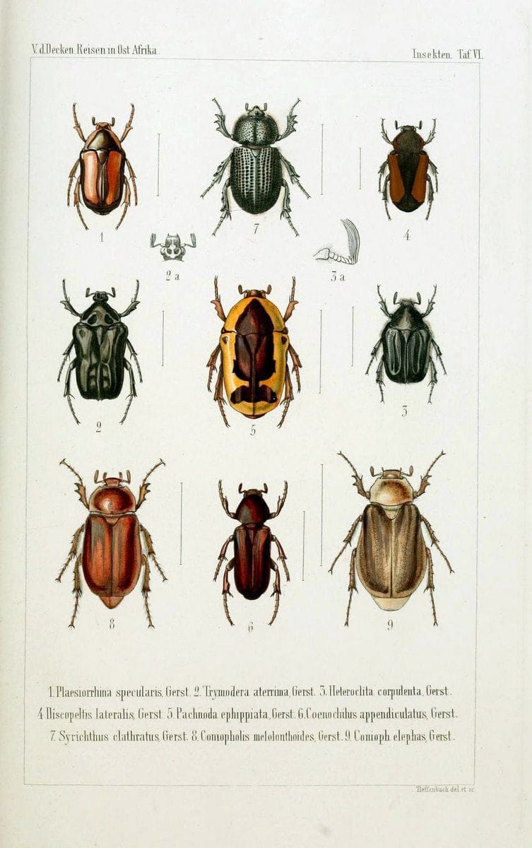 Die Gliedertheir-fauna des Sansibar-gebietes :.Leipzig :C. F. Winter,1873.  | Insects Tanzania  | Vintage Print Reproduction 471569