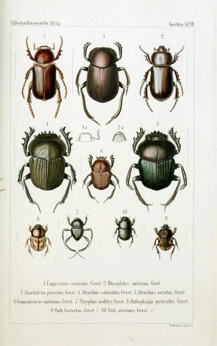 Die Gliedertheir-fauna des Sansibar-gebietes :.Leipzig :C. F. Winter,1873.  | Insects Tanzania  | Vintage Print Reproduction 471570