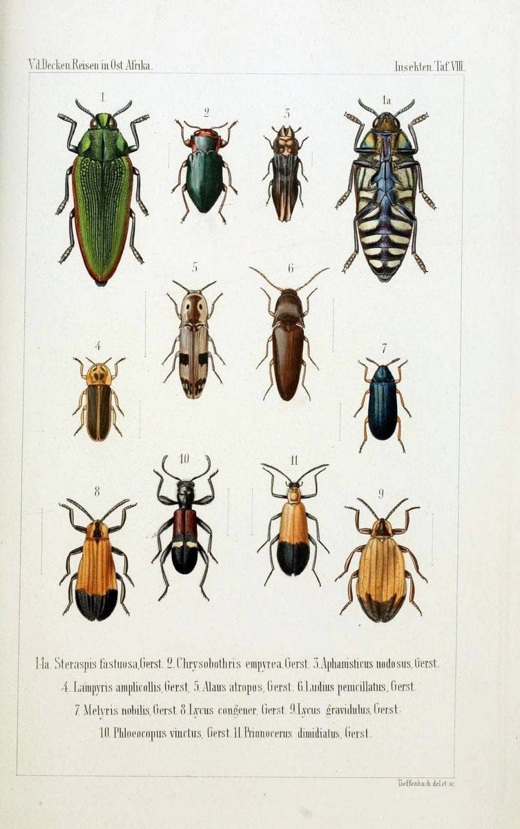 Die Gliedertheir-fauna des Sansibar-gebietes :.Leipzig :C. F. Winter,1873.  | Insects Tanzania  | Vintage Print Reproduction 471571