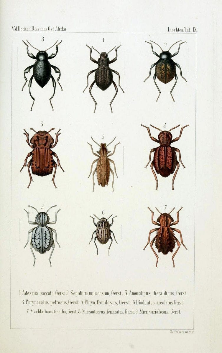 Die Gliedertheir-fauna des Sansibar-gebietes :.Leipzig :C. F. Winter,1873.  | Insects Tanzania  | Vintage Print Reproduction 471572