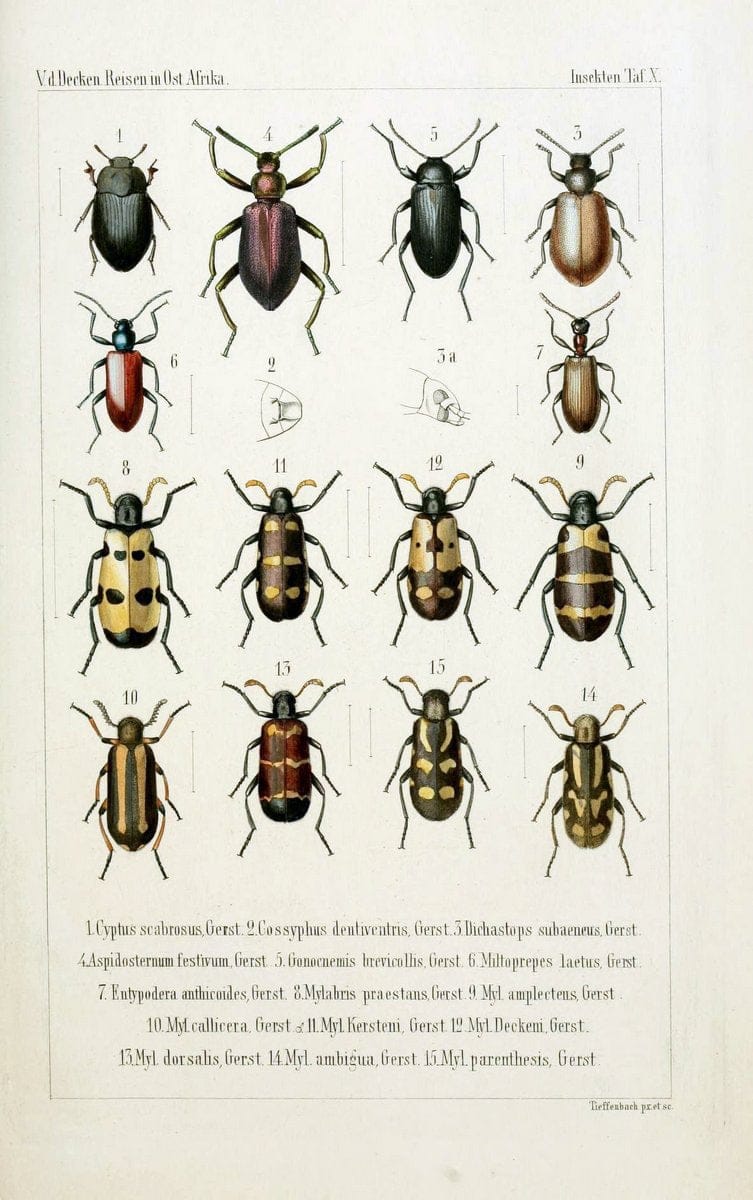 Die Gliedertheir-fauna des Sansibar-gebietes :.Leipzig :C. F. Winter,1873.  | Insects Tanzania  | Vintage Print Reproduction 471573