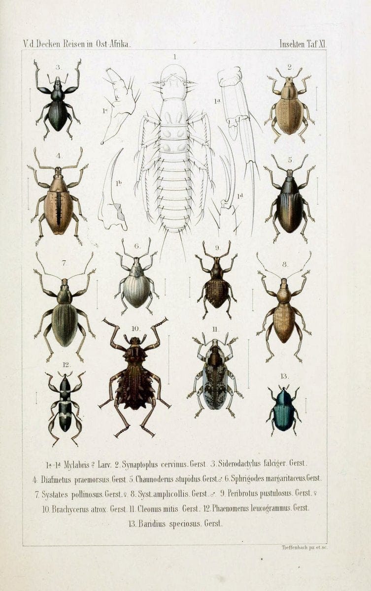 Die Gliedertheir-fauna des Sansibar-gebietes :.Leipzig :C. F. Winter,1873.  | Insects Tanzania  | Vintage Print Reproduction 471574
