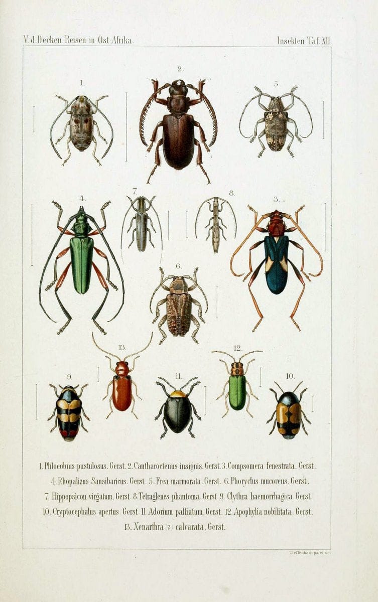 Die Gliedertheir-fauna des Sansibar-gebietes :.Leipzig :C. F. Winter,1873.  | Insects Tanzania  | Vintage Print Reproduction 471575