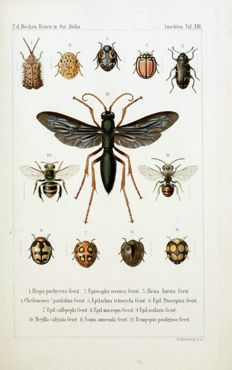 Die Gliedertheir-fauna des Sansibar-gebietes :.Leipzig :C. F. Winter,1873.  | Insects Tanzania  | Vintage Print Reproduction 471576