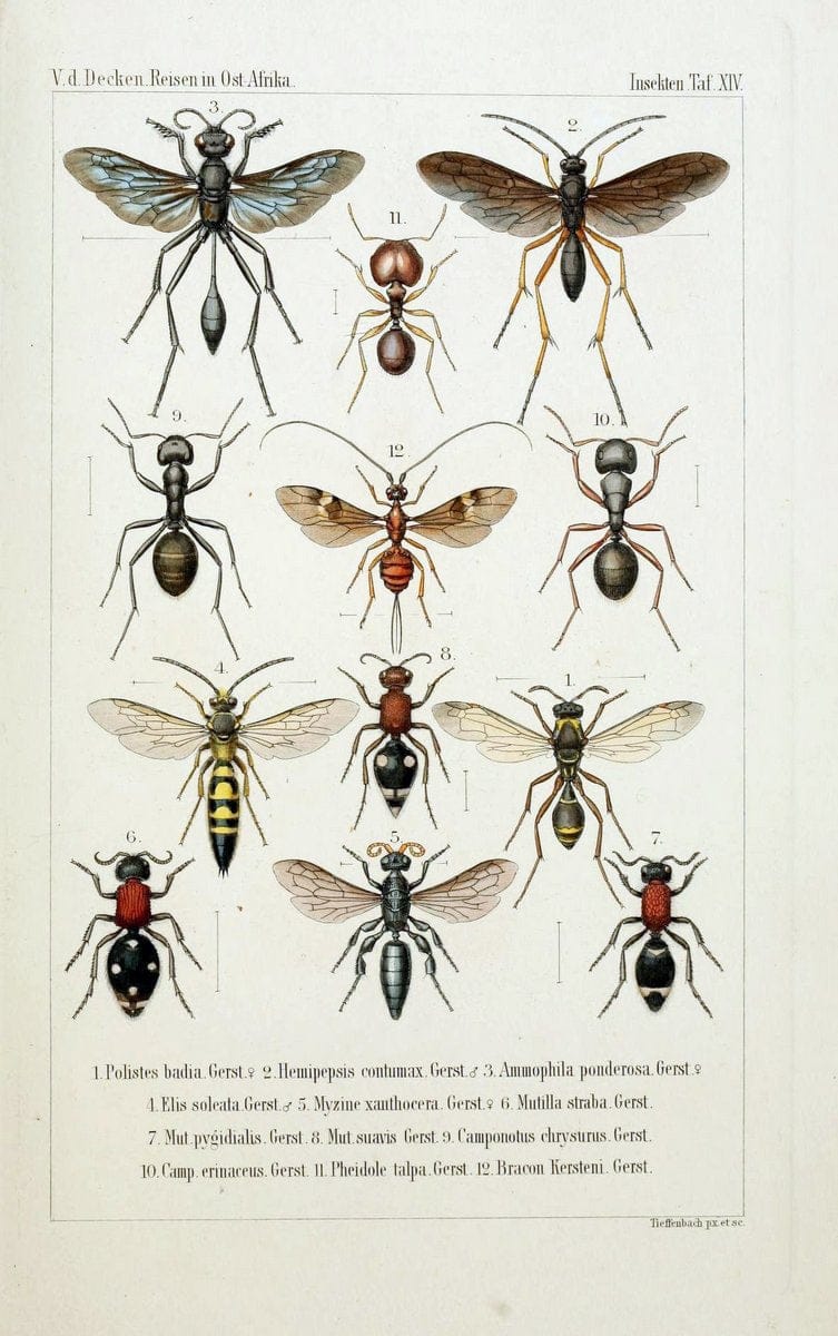 Die Gliedertheir-fauna des Sansibar-gebietes :.Leipzig :C. F. Winter,1873.  | Insects Tanzania  | Vintage Print Reproduction 471577
