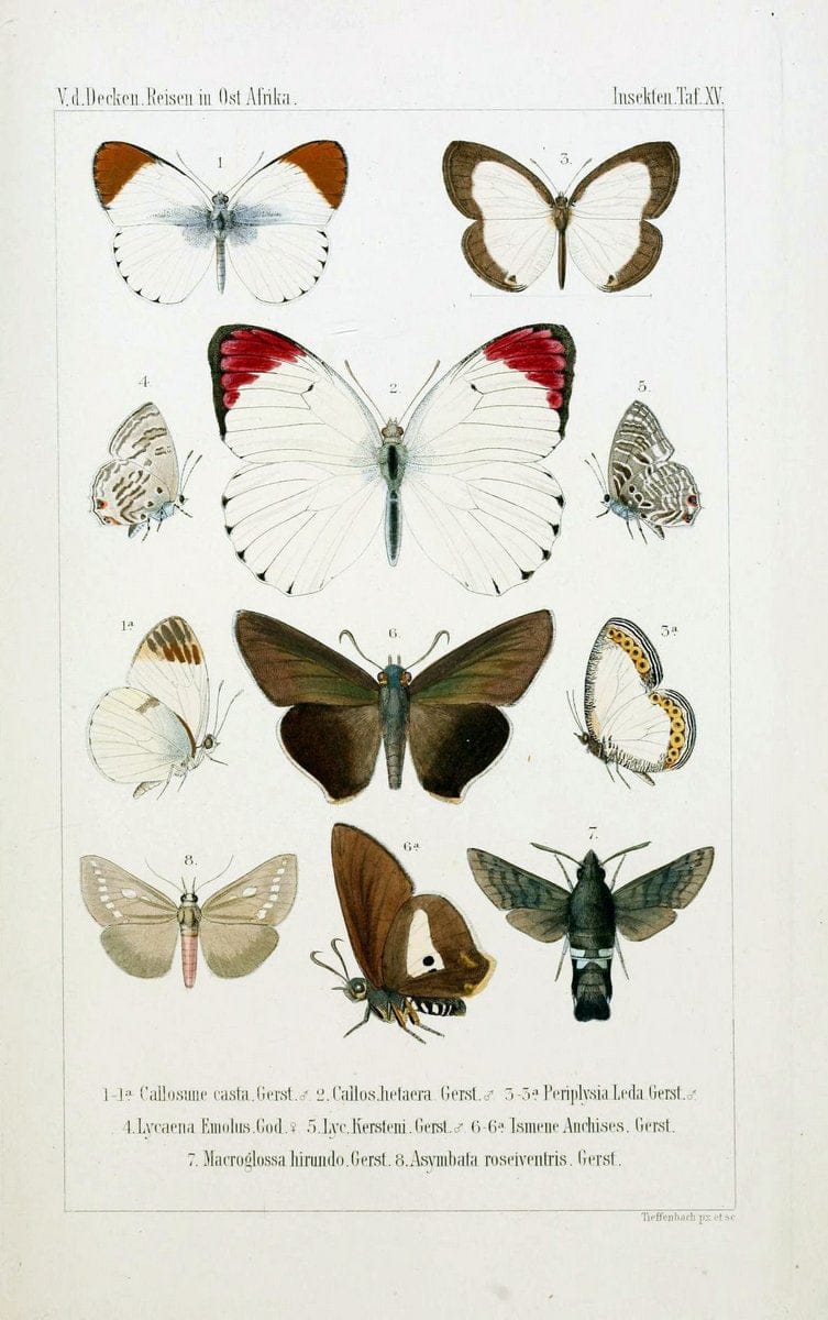 Die Gliedertheir-fauna des Sansibar-gebietes :.Leipzig :C. F. Winter,1873.  | Insects Tanzania  | Vintage Print Reproduction 471578