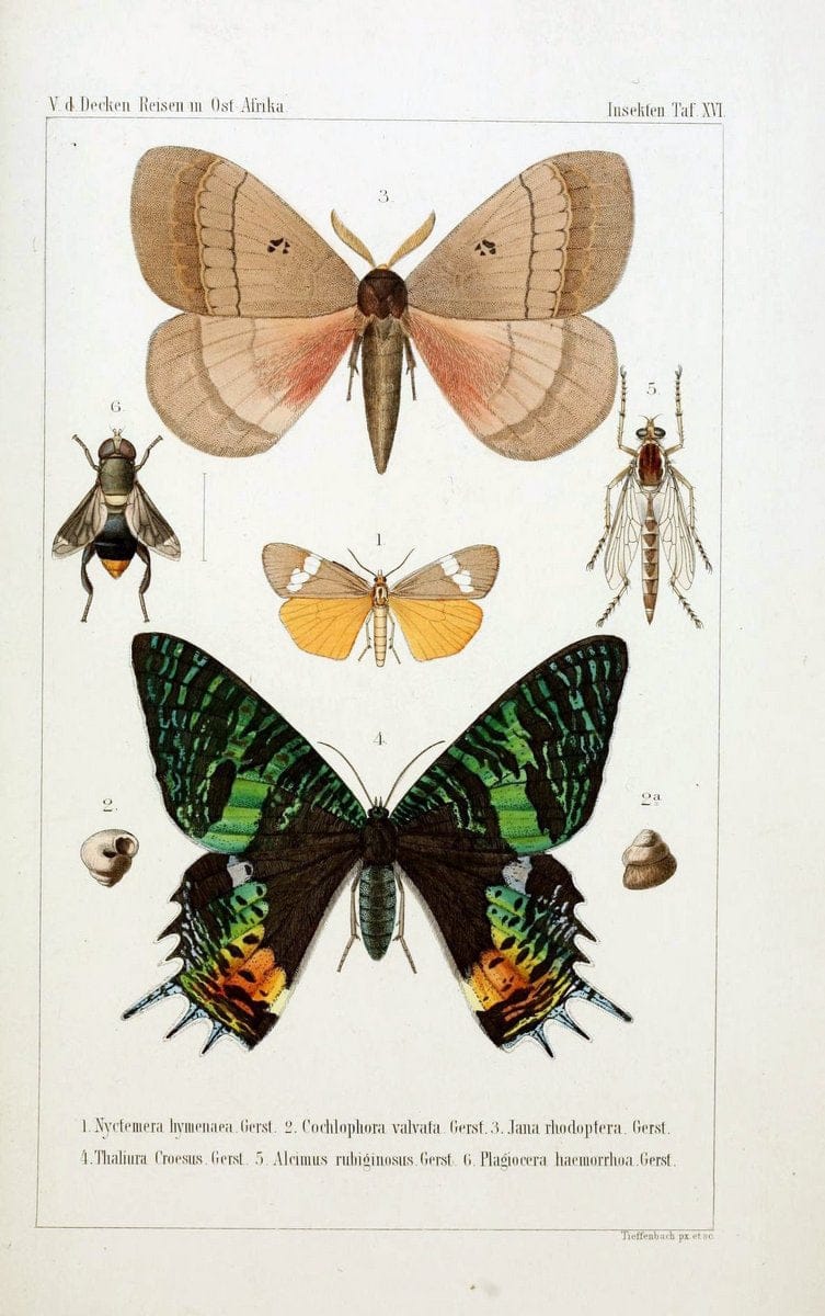 Die Gliedertheir-fauna des Sansibar-gebietes :.Leipzig :C. F. Winter,1873.  | Insects Tanzania  | Vintage Print Reproduction 471579