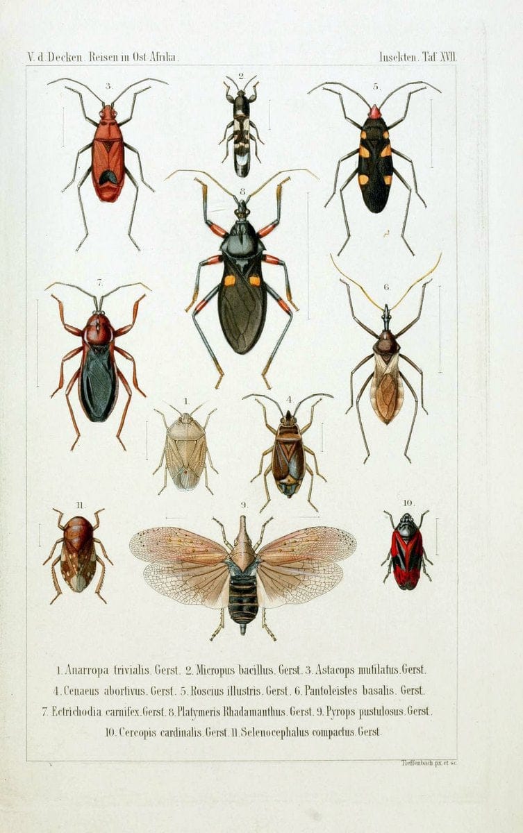 Die Gliedertheir-fauna des Sansibar-gebietes :.Leipzig :C. F. Winter,1873.  | Insects Tanzania  | Vintage Print Reproduction 471580