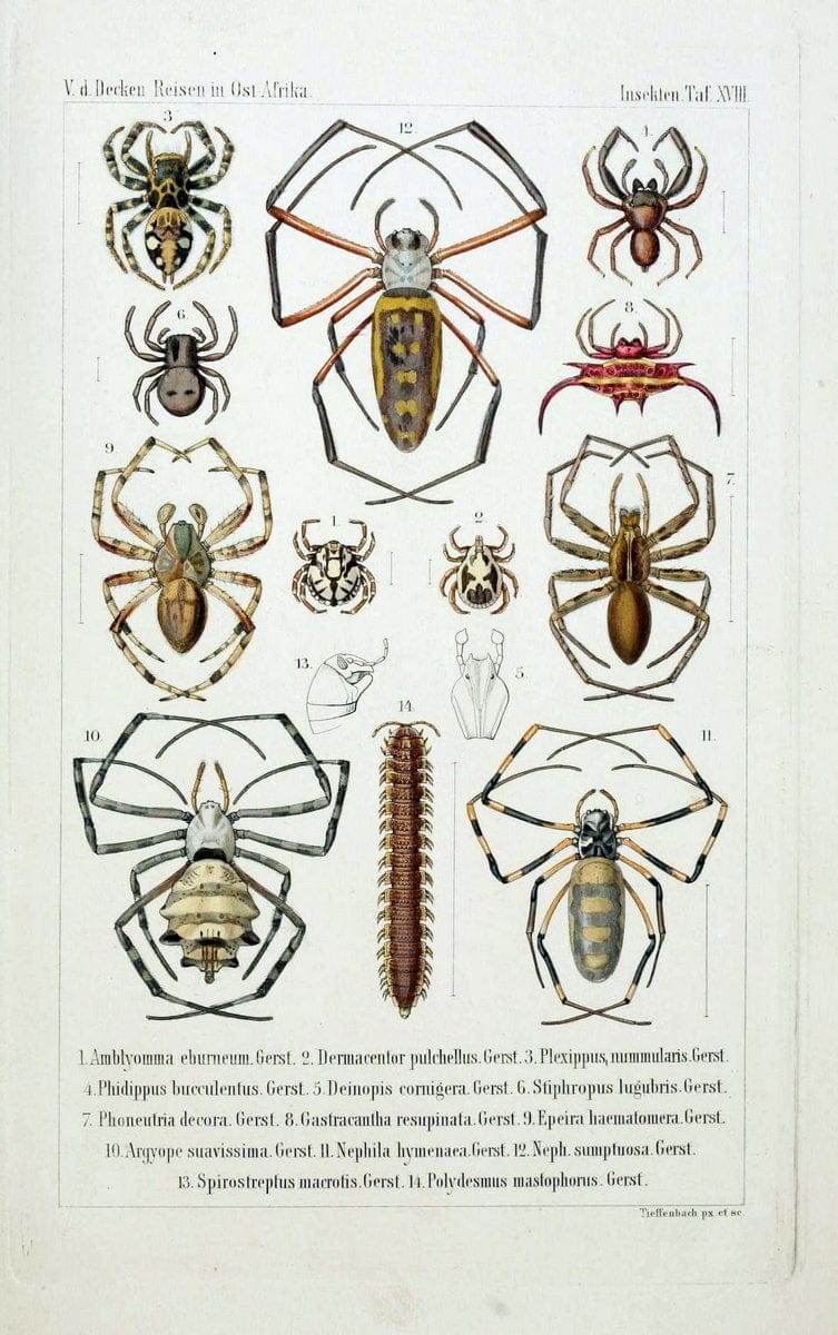 Die Gliedertheir-fauna des Sansibar-gebietes :.Leipzig :C. F. Winter,1873.  | Insects Tanzania  | Vintage Print Reproduction 471581