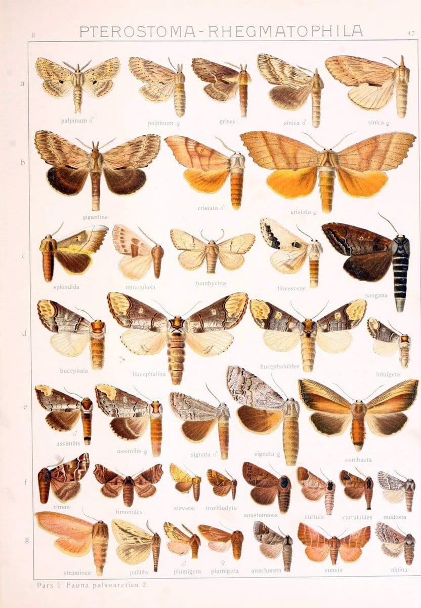 Die Gross-Schmetterlinge der Erde :.Stuttgart :Alfred Kernen,1909-. | Butterflies Lepidoptera | Vintage Print Reproduction 471582