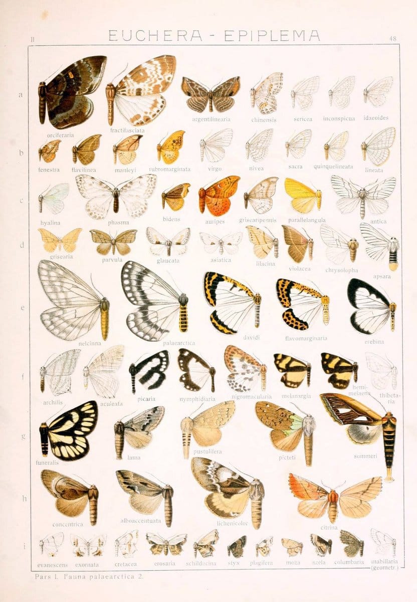 Die Gross-Schmetterlinge der Erde :.Stuttgart :Alfred Kernen,1909-. | Butterflies Lepidoptera | Vintage Print Reproduction 471583
