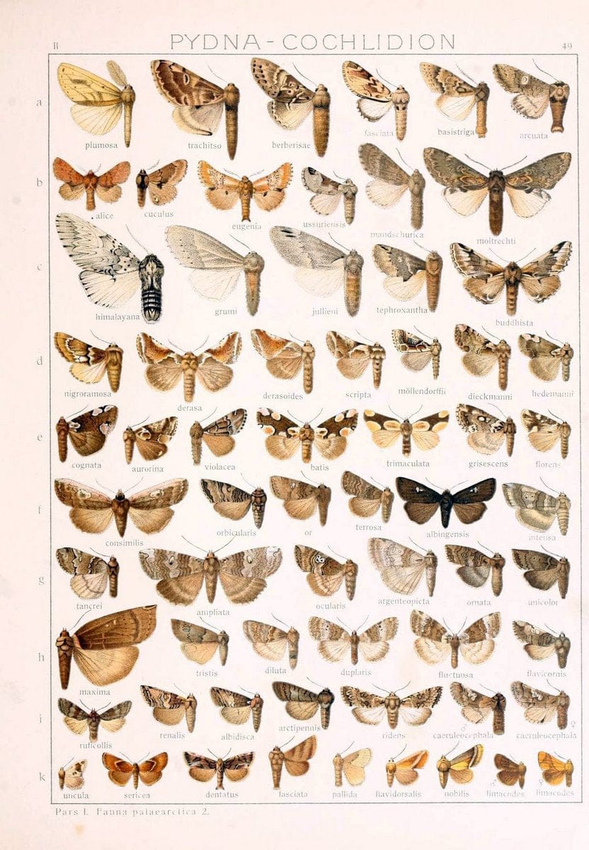 Die Gross-Schmetterlinge der Erde :.Stuttgart :Alfred Kernen,1909-. | Butterflies Lepidoptera | Vintage Print Reproduction 471584