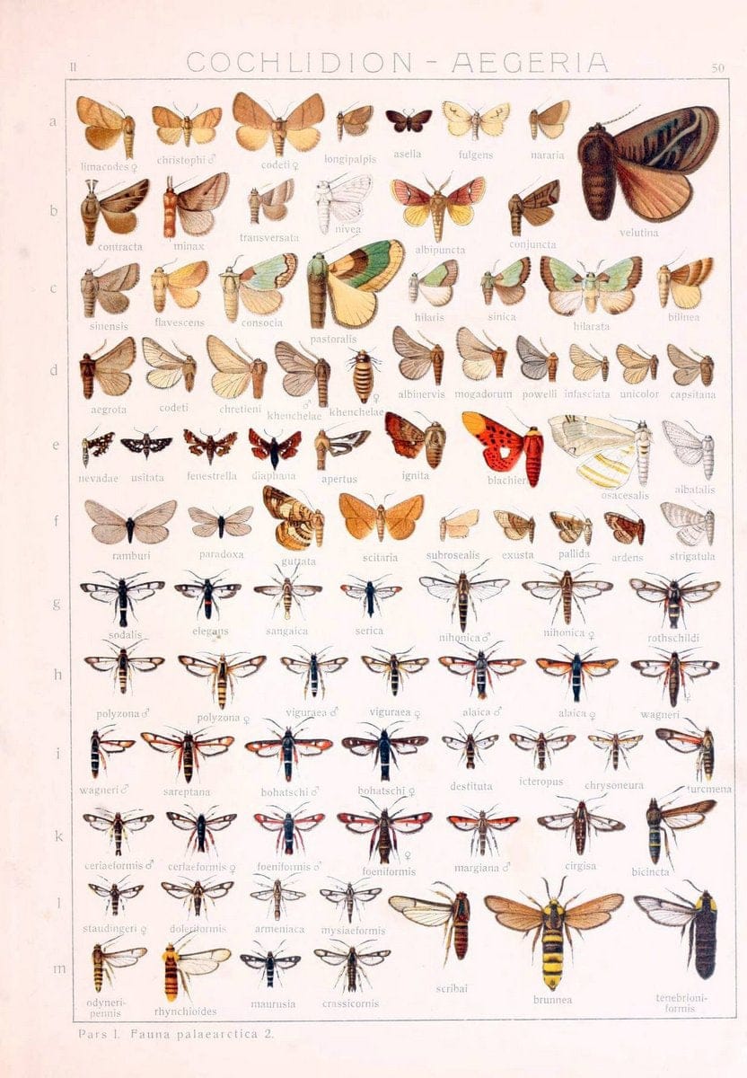 Die Gross-Schmetterlinge der Erde :.Stuttgart :Alfred Kernen,1909-. | Butterflies Lepidoptera | Vintage Print Reproduction 471585