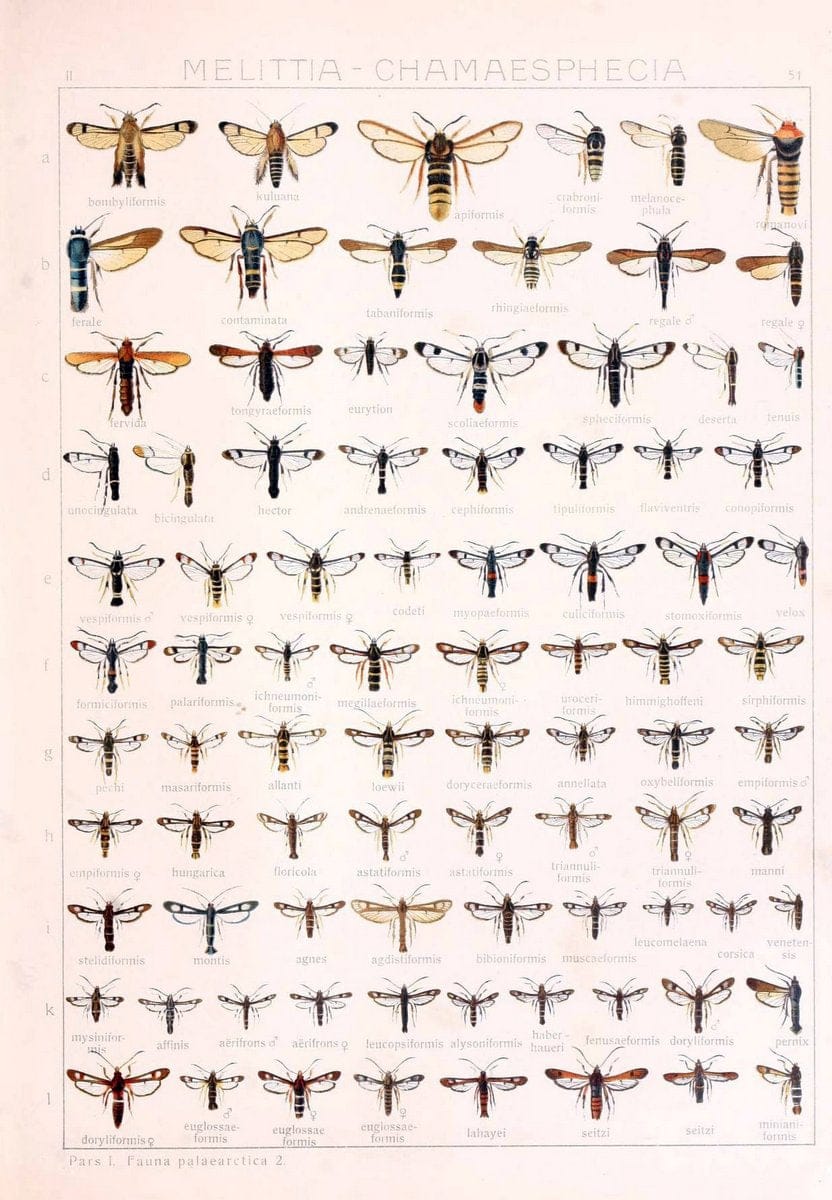 Die Gross-Schmetterlinge der Erde :.Stuttgart :Alfred Kernen,1909-. | Butterflies Lepidoptera | Vintage Print Reproduction 471586