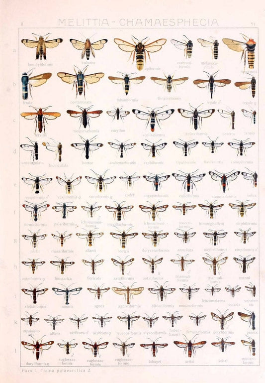 Die Gross-Schmetterlinge der Erde :.Stuttgart :Alfred Kernen,1909-. | Butterflies Lepidoptera | Vintage Print Reproduction 471586