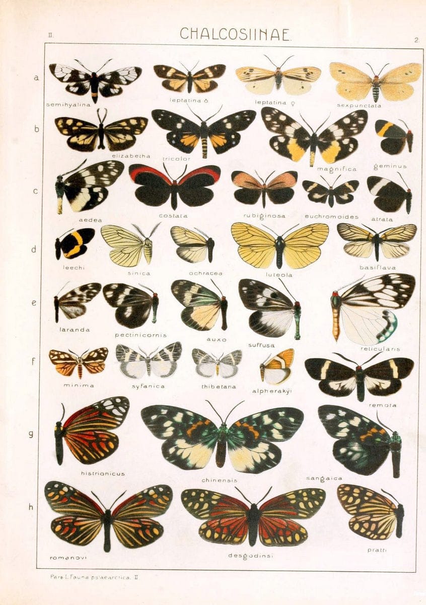 Die Gross-Schmetterlinge der Erde :.Stuttgart :Alfred Kernen,1909-. | Butterflies Lepidoptera | Vintage Print Reproduction 471587