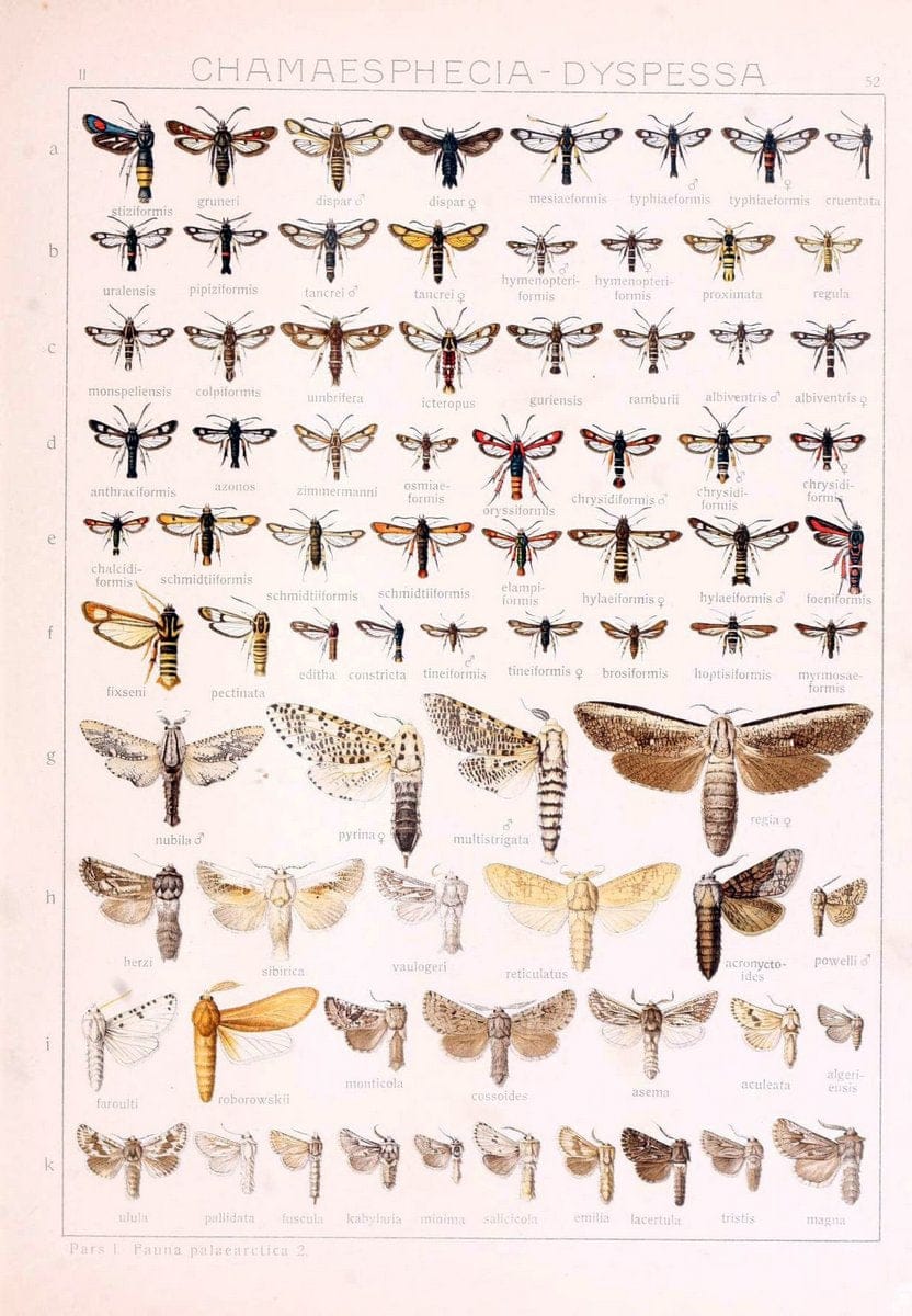 Die Gross-Schmetterlinge der Erde :.Stuttgart :Alfred Kernen,1909-. | Butterflies Lepidoptera | Vintage Print Reproduction 471588