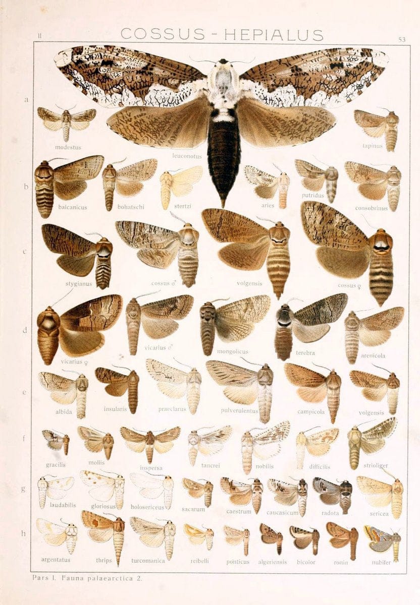 Die Gross-Schmetterlinge der Erde :.Stuttgart :Alfred Kernen,1909-. | Butterflies Lepidoptera | Vintage Print Reproduction 471589