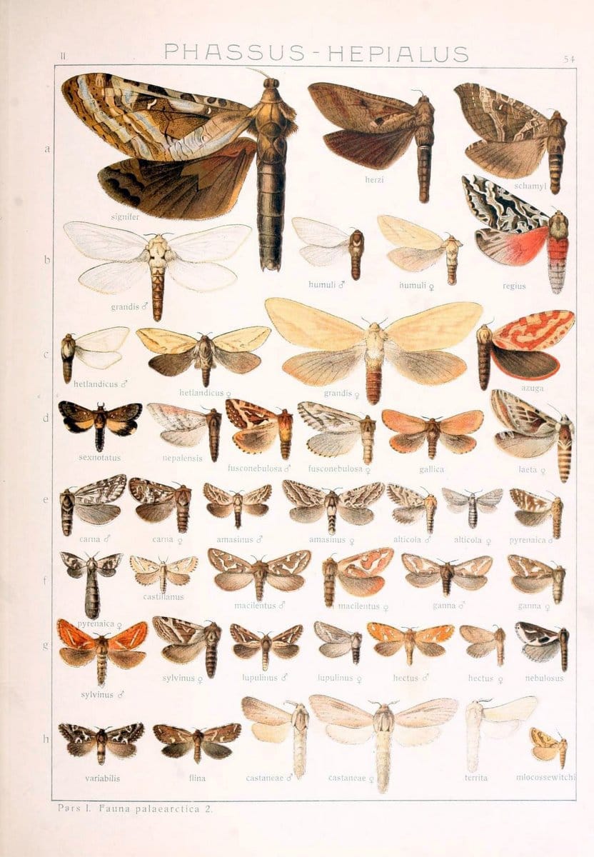 Die Gross-Schmetterlinge der Erde :.Stuttgart :Alfred Kernen,1909-. | Butterflies Lepidoptera | Vintage Print Reproduction 471590