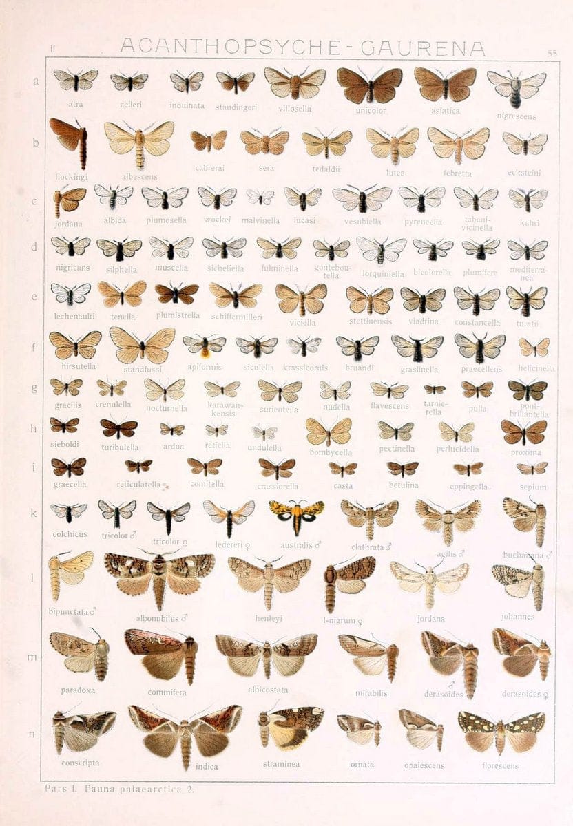 Die Gross-Schmetterlinge der Erde :.Stuttgart :Alfred Kernen,1909-. | Butterflies Lepidoptera | Vintage Print Reproduction 471591