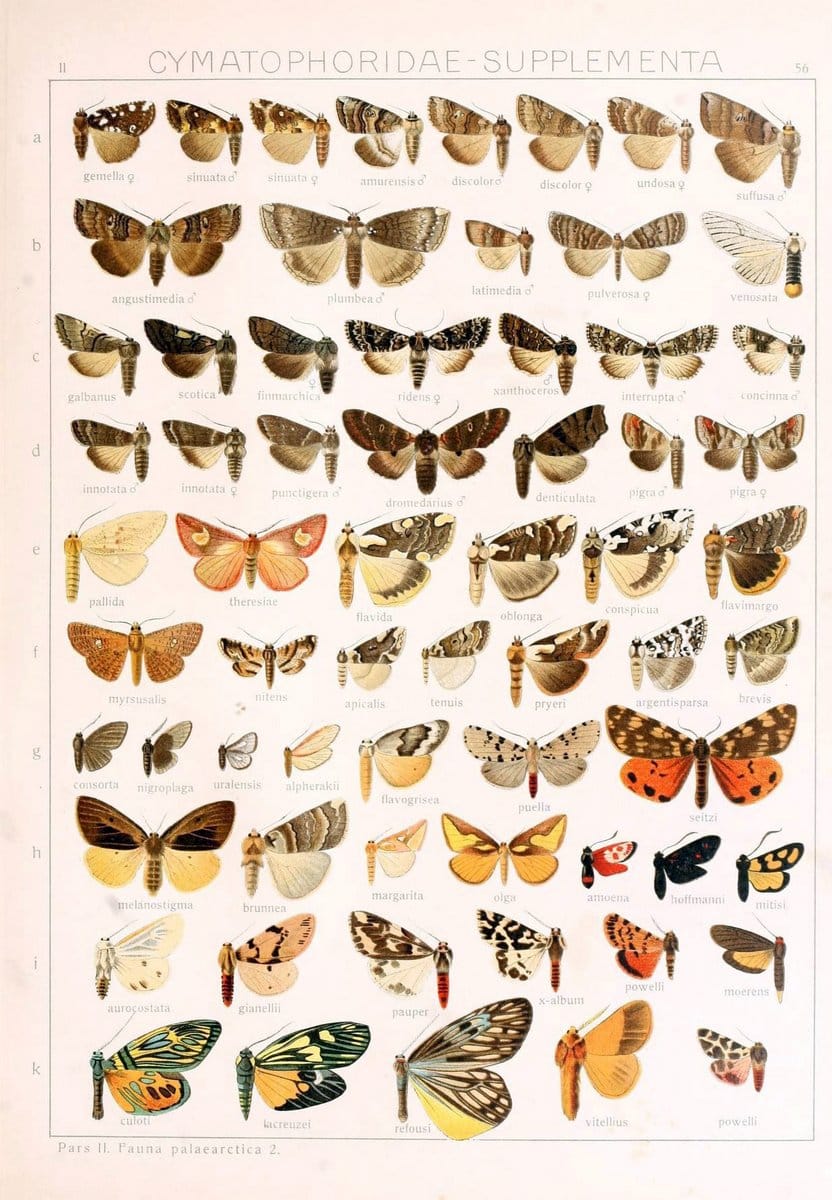 Die Gross-Schmetterlinge der Erde :.Stuttgart :Alfred Kernen,1909-. | Butterflies Lepidoptera | Vintage Print Reproduction 471592