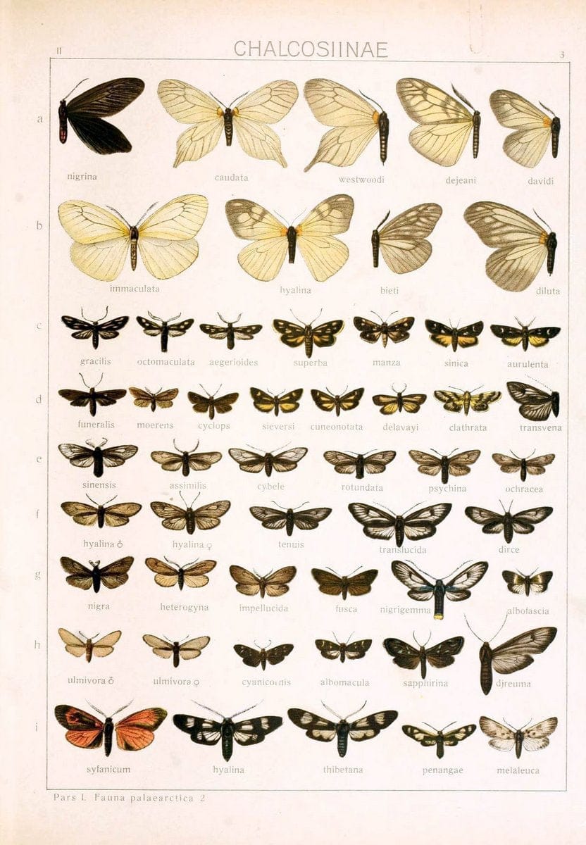 Die Gross-Schmetterlinge der Erde :.Stuttgart :Alfred Kernen,1909-. | Butterflies Lepidoptera | Vintage Print Reproduction 471593
