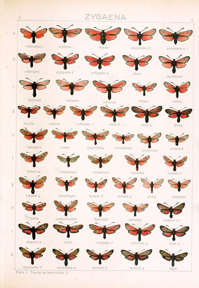 Die Gross-Schmetterlinge der Erde :.Stuttgart :Alfred Kernen,1909-. | Butterflies Lepidoptera | Vintage Print Reproduction 471594