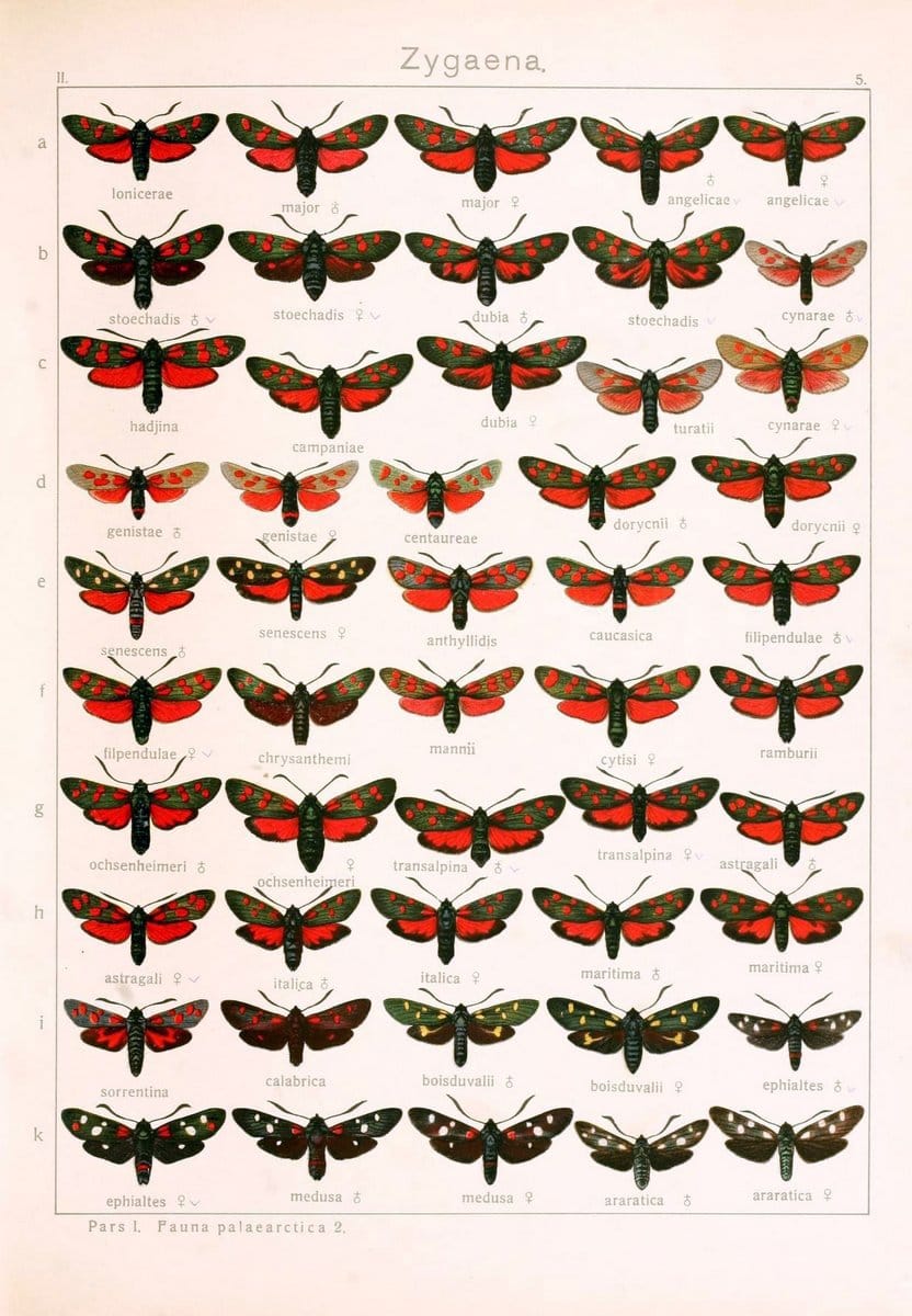 Die Gross-Schmetterlinge der Erde :.Stuttgart :Alfred Kernen,1909-. | Butterflies Lepidoptera | Vintage Print Reproduction 471595