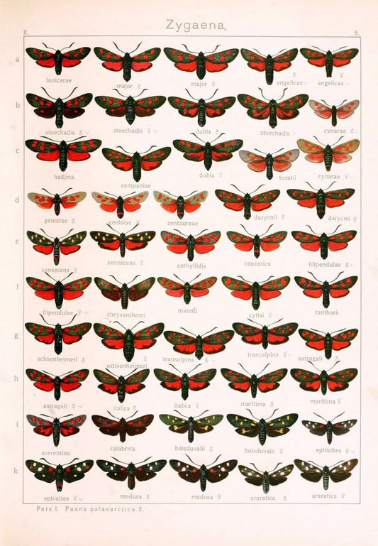Die Gross-Schmetterlinge der Erde :.Stuttgart :Alfred Kernen,1909-. | Butterflies Lepidoptera | Vintage Print Reproduction 471595