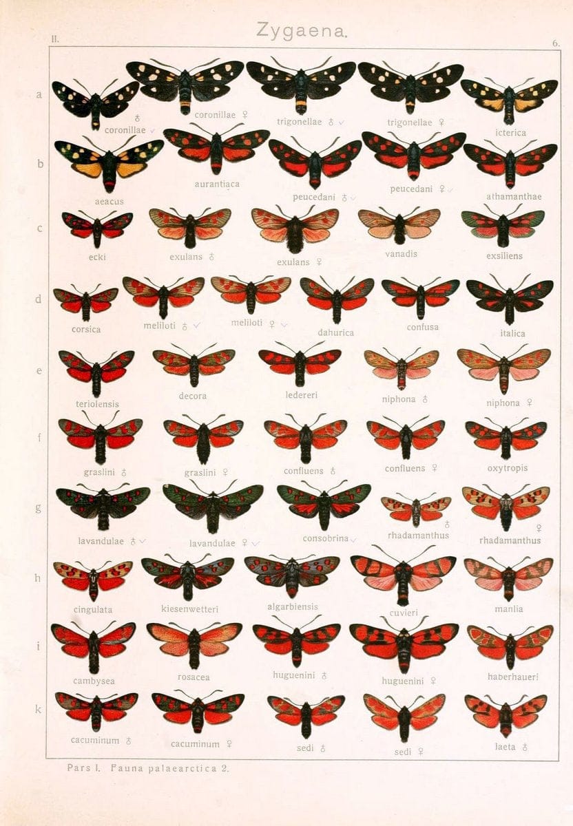 Die Gross-Schmetterlinge der Erde :.Stuttgart :Alfred Kernen,1909-. | Butterflies Lepidoptera | Vintage Print Reproduction 471596