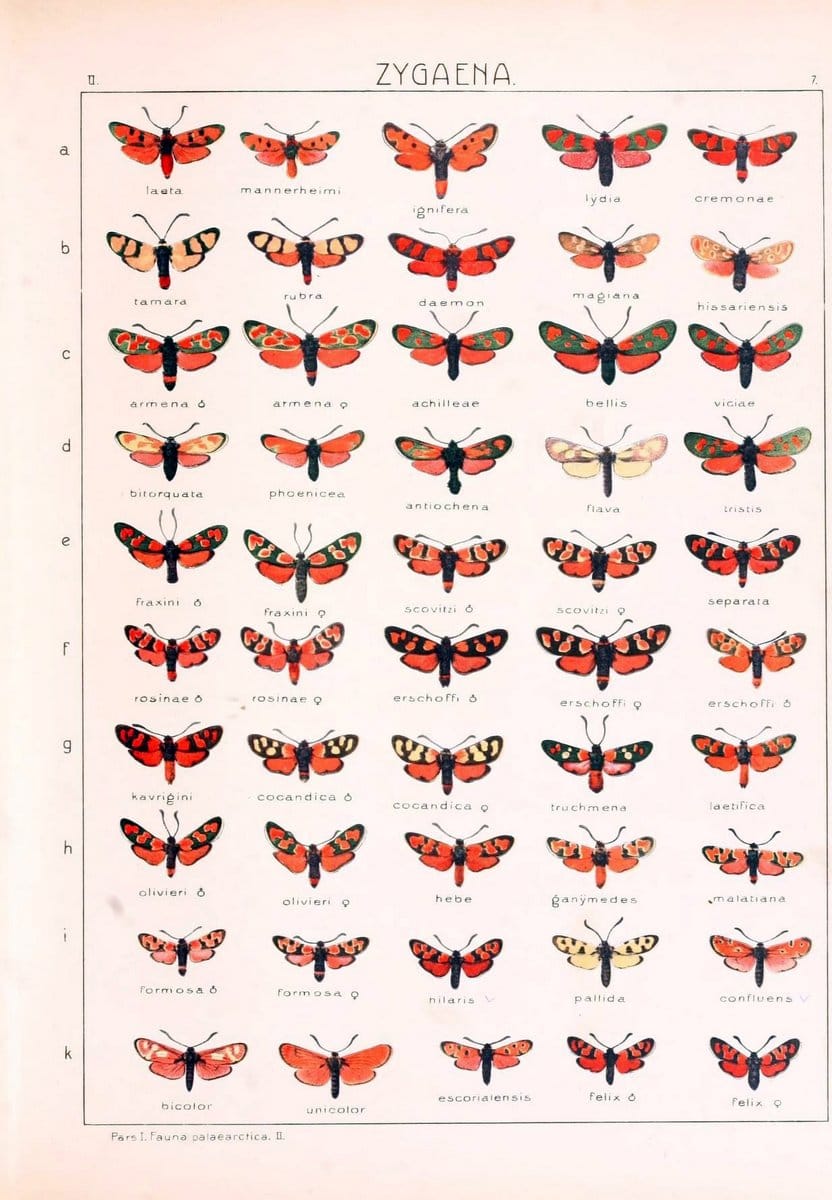 Die Gross-Schmetterlinge der Erde :.Stuttgart :Alfred Kernen,1909-. | Butterflies Lepidoptera | Vintage Print Reproduction 471597