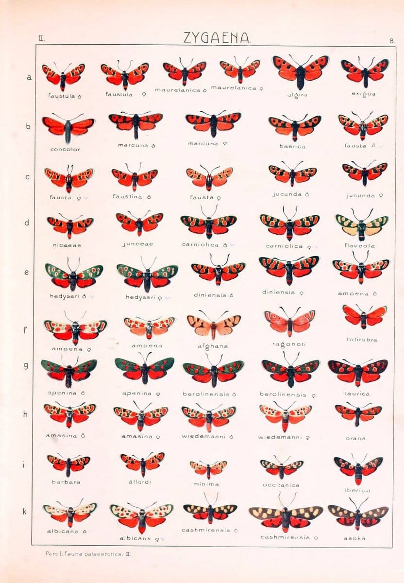 Die Gross-Schmetterlinge der Erde :.Stuttgart :Alfred Kernen,1909-. | Butterflies Lepidoptera | Vintage Print Reproduction 471598