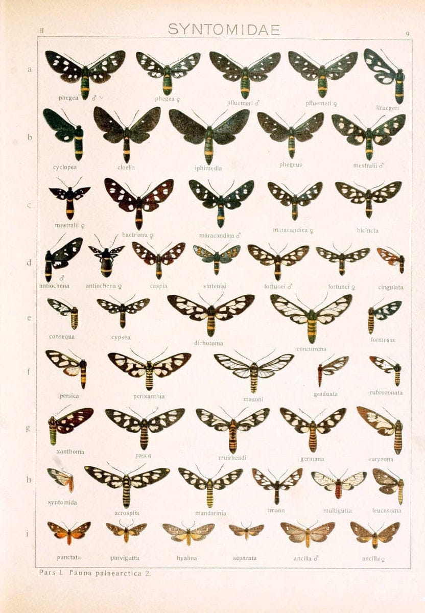Die Gross-Schmetterlinge der Erde :.Stuttgart :Alfred Kernen,1909-. | Butterflies Lepidoptera | Vintage Print Reproduction 471599