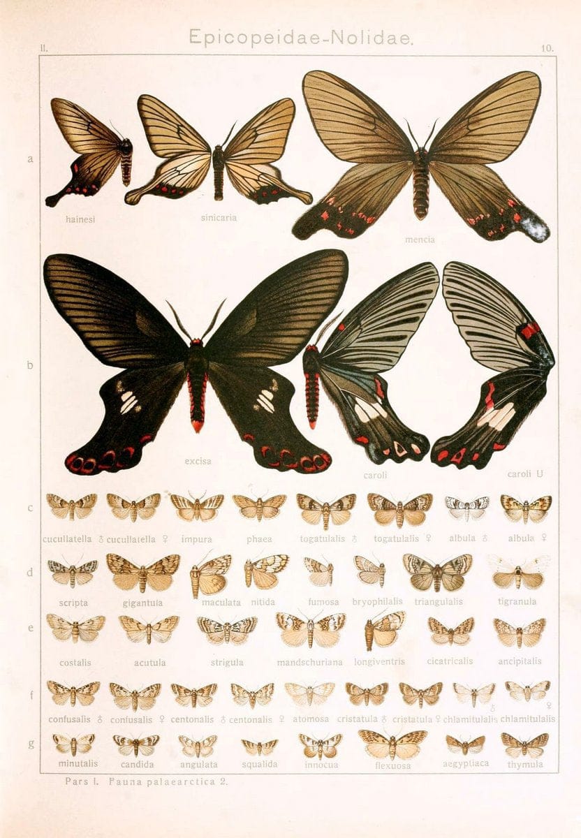 Die Gross-Schmetterlinge der Erde :.Stuttgart :Alfred Kernen,1909-. | Butterflies Lepidoptera | Vintage Print Reproduction 471600