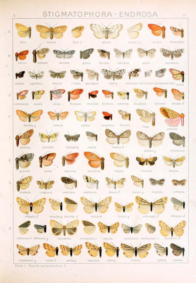 Die Gross-Schmetterlinge der Erde :.Stuttgart :Alfred Kernen,1909-. | Butterflies Lepidoptera | Vintage Print Reproduction 471601