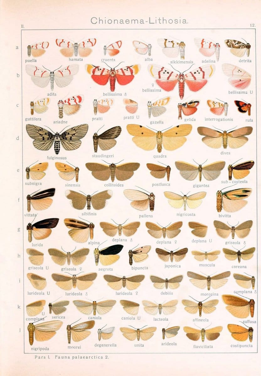 Die Gross-Schmetterlinge der Erde :.Stuttgart :Alfred Kernen,1909-. | Butterflies Lepidoptera | Vintage Print Reproduction 471602