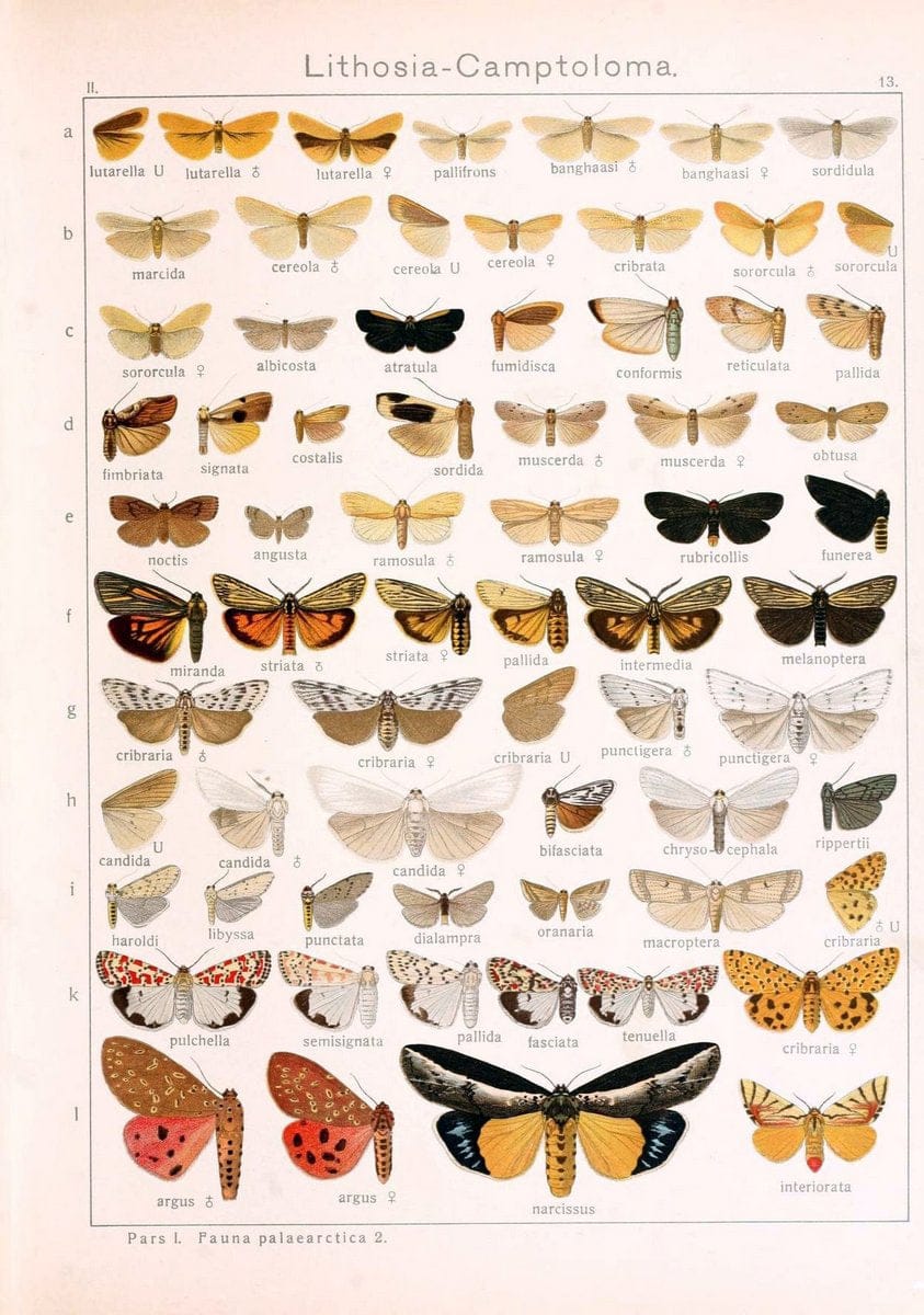 Die Gross-Schmetterlinge der Erde :.Stuttgart :Alfred Kernen,1909-. | Butterflies Lepidoptera | Vintage Print Reproduction 471603