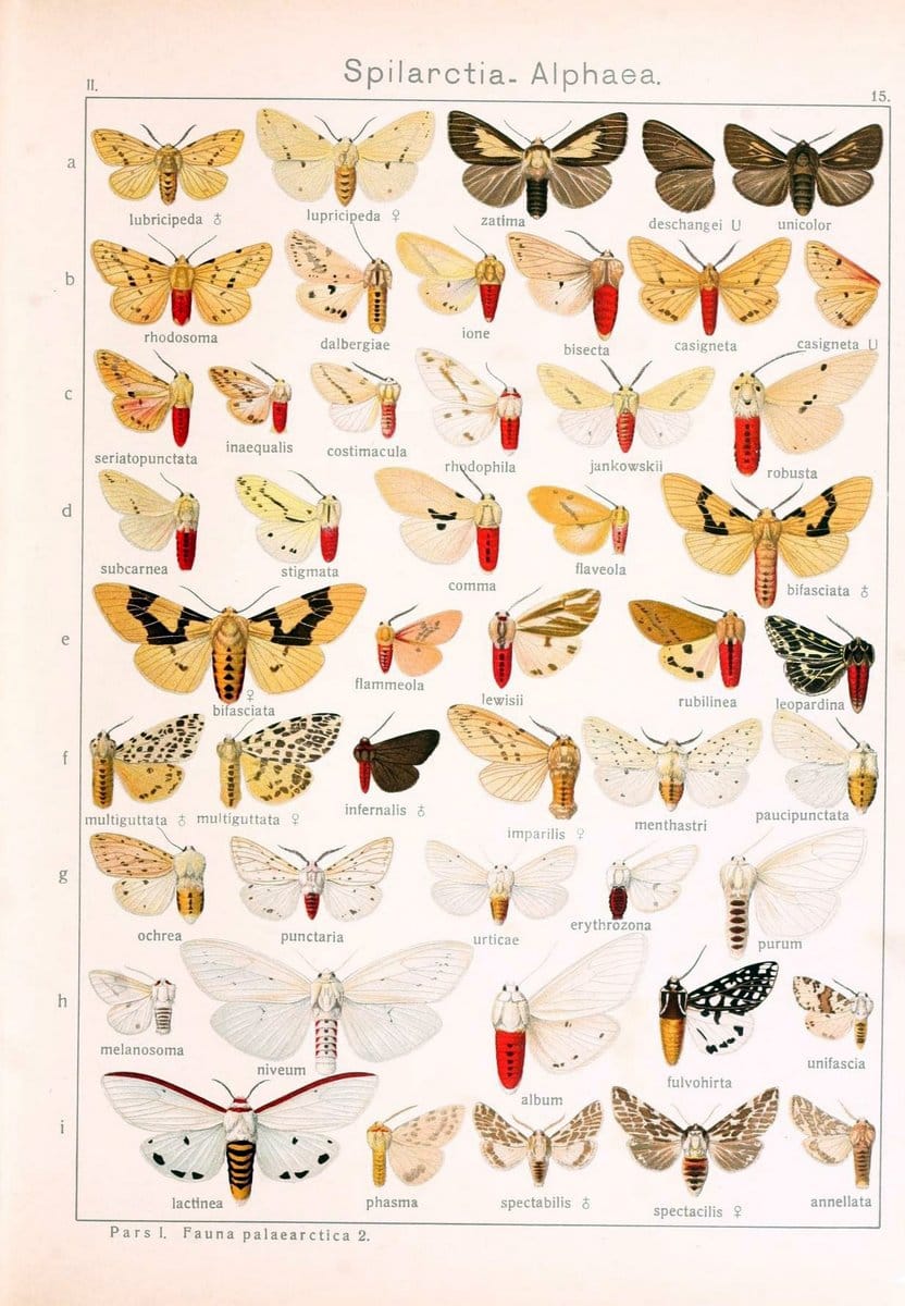 Die Gross-Schmetterlinge der Erde :.Stuttgart :Alfred Kernen,1909-. | Butterflies Lepidoptera | Vintage Print Reproduction 471605