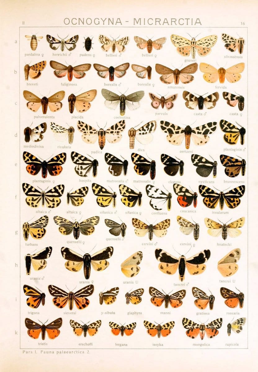 Die Gross-Schmetterlinge der Erde :.Stuttgart :Alfred Kernen,1909-. | Butterflies Lepidoptera | Vintage Print Reproduction 471606