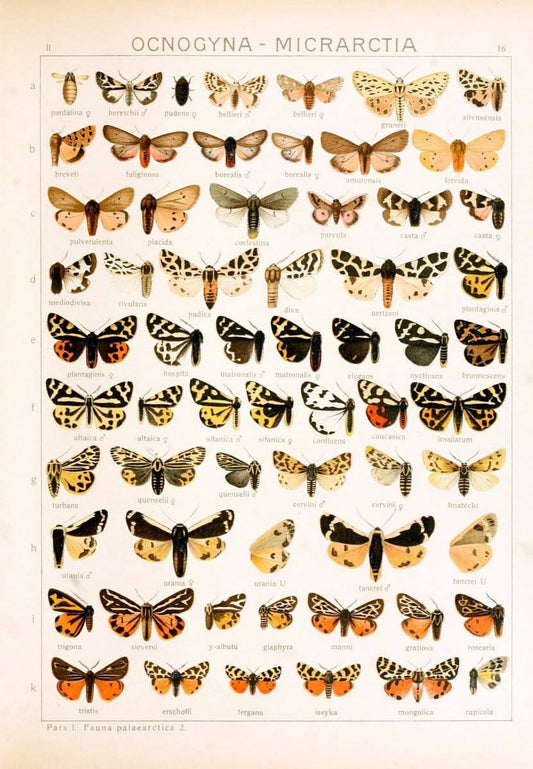 Die Gross-Schmetterlinge der Erde :.Stuttgart :Alfred Kernen,1909-. | Butterflies Lepidoptera | Vintage Print Reproduction 471606
