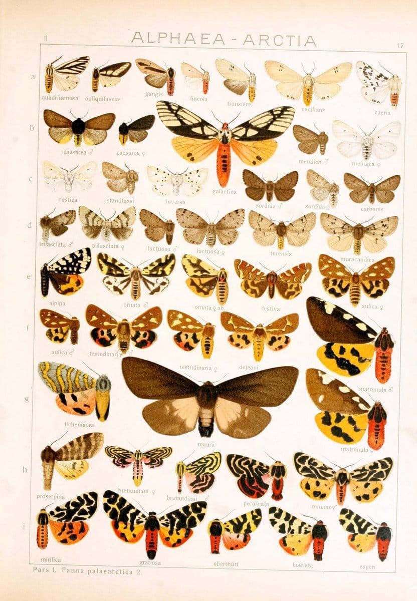 Die Gross-Schmetterlinge der Erde :.Stuttgart :Alfred Kernen,1909-. | Butterflies Lepidoptera | Vintage Print Reproduction 471607