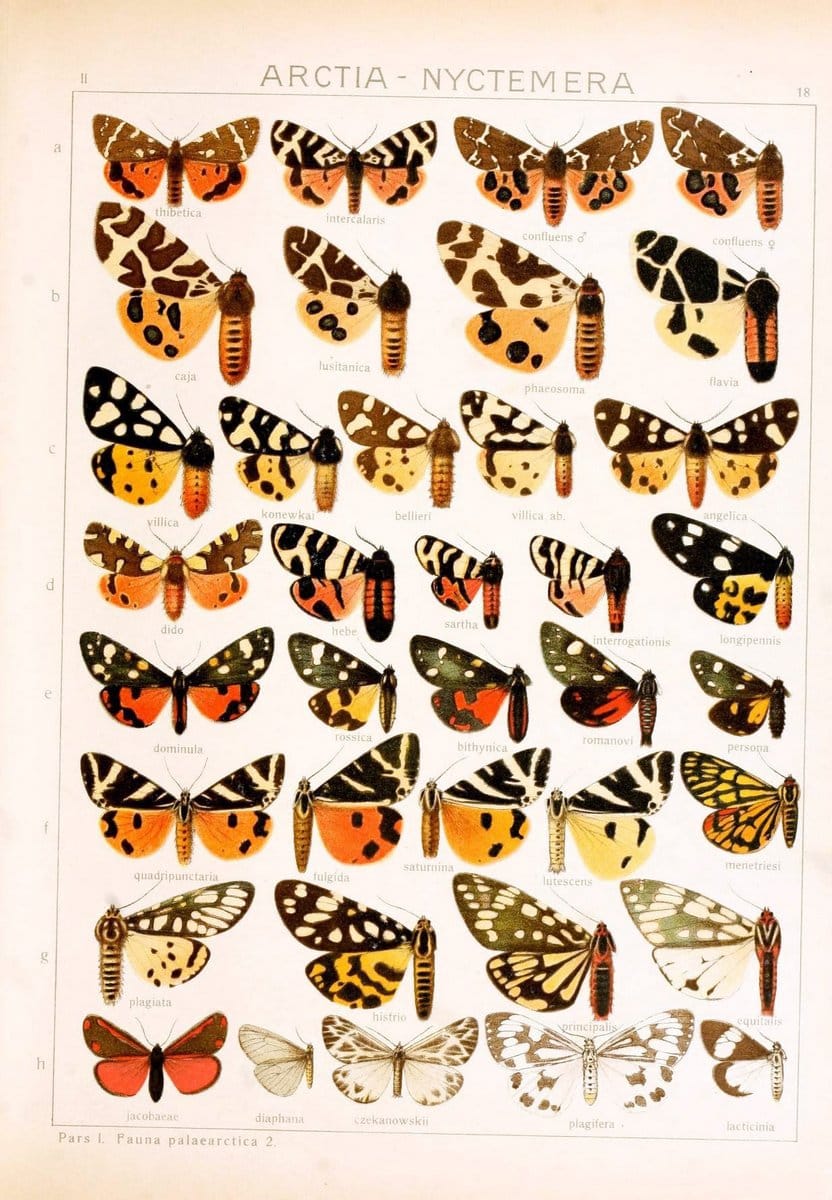 Die Gross-Schmetterlinge der Erde :.Stuttgart :Alfred Kernen,1909-. | Butterflies Lepidoptera | Vintage Print Reproduction 471608