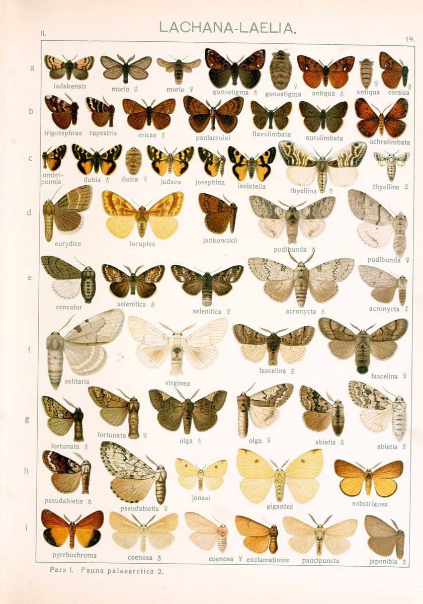 Die Gross-Schmetterlinge der Erde :.Stuttgart :Alfred Kernen,1909-. | Butterflies Lepidoptera | Vintage Print Reproduction 471609