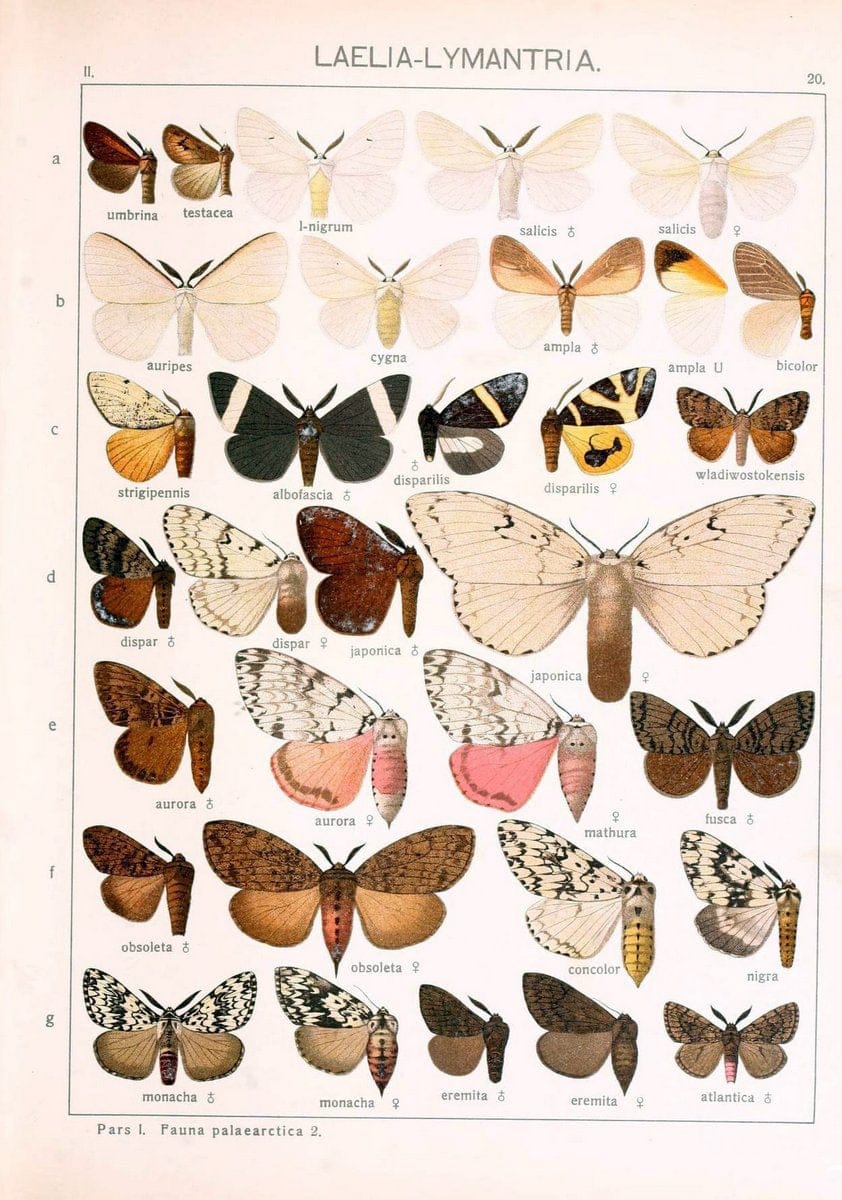 Die Gross-Schmetterlinge der Erde :.Stuttgart :Alfred Kernen,1909-. | Butterflies Lepidoptera | Vintage Print Reproduction 471610