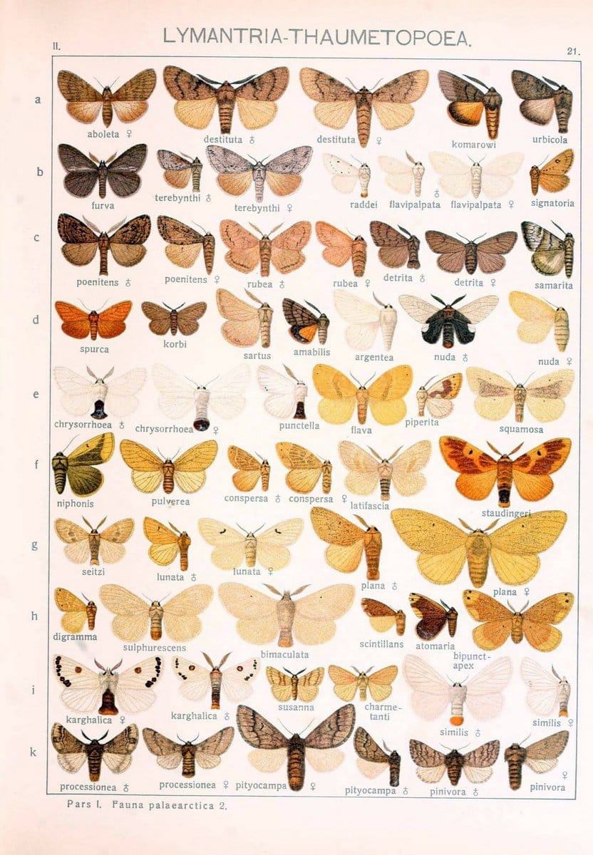 Die Gross-Schmetterlinge der Erde :.Stuttgart :Alfred Kernen,1909-. | Butterflies Lepidoptera | Vintage Print Reproduction 471611