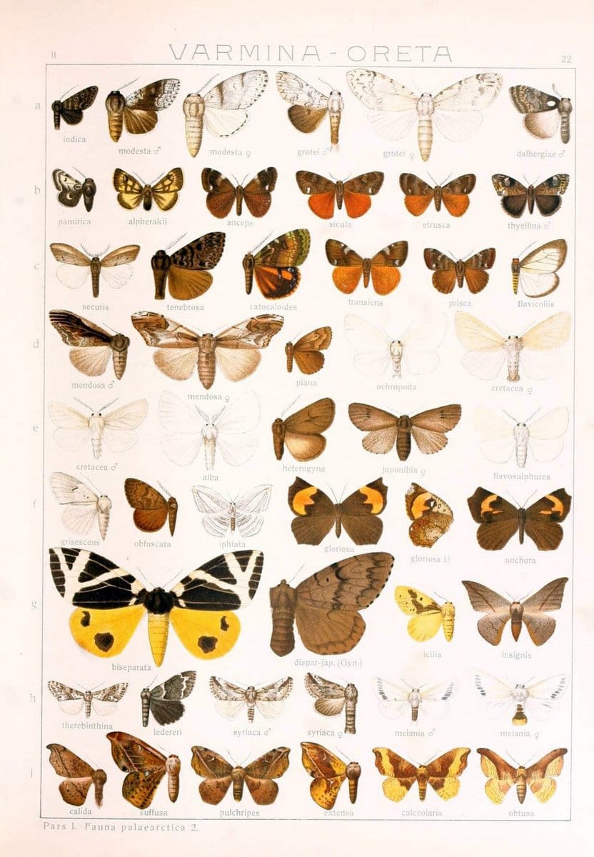Die Gross-Schmetterlinge der Erde :.Stuttgart :Alfred Kernen,1909-. | Butterflies Lepidoptera | Vintage Print Reproduction 471612