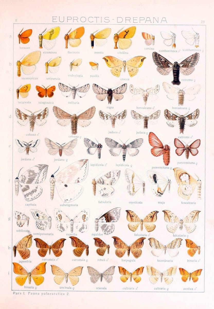 Die Gross-Schmetterlinge der Erde :.Stuttgart :Alfred Kernen,1909-. | Butterflies Lepidoptera | Vintage Print Reproduction 471613