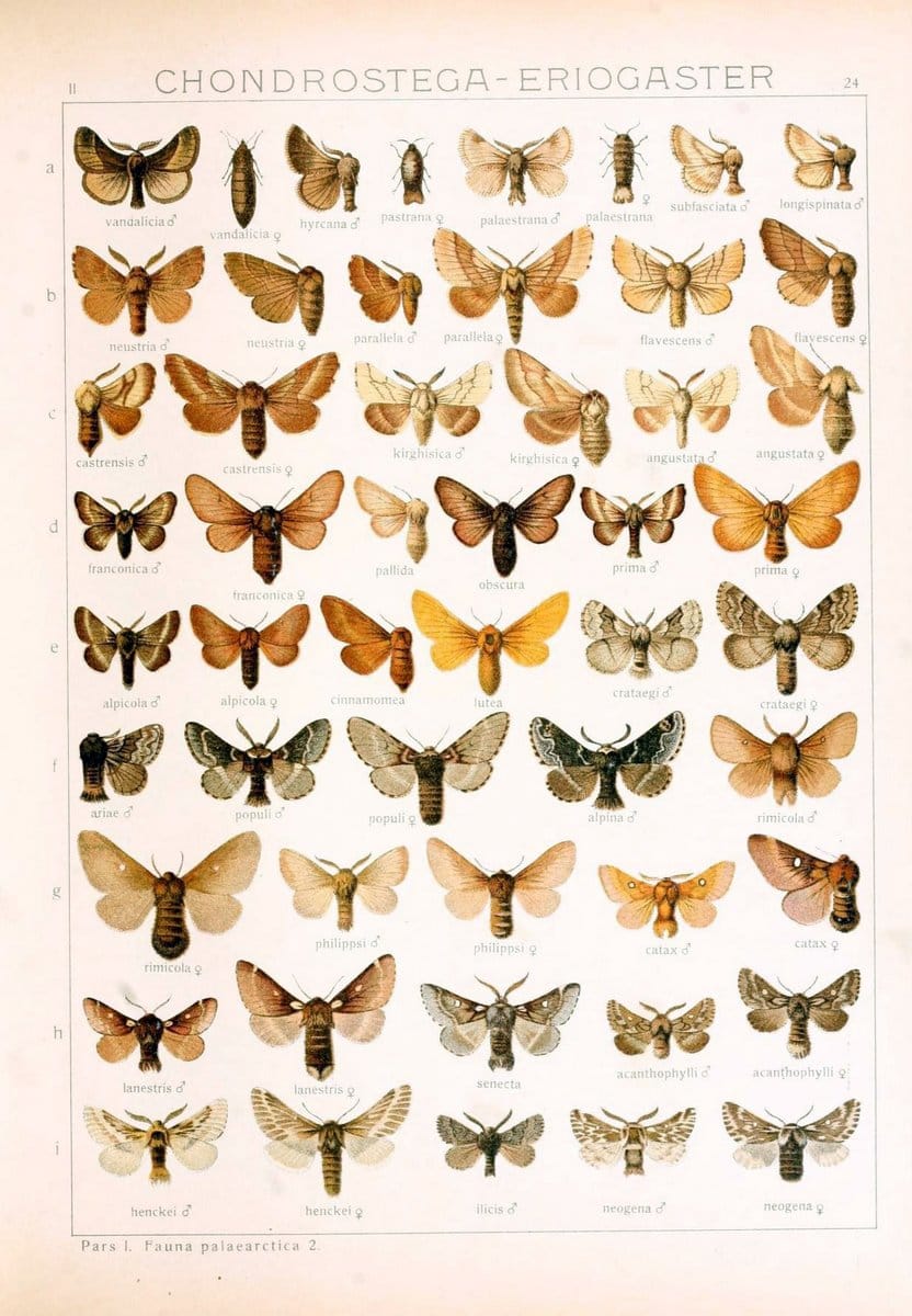 Die Gross-Schmetterlinge der Erde :.Stuttgart :Alfred Kernen,1909-. | Butterflies Lepidoptera | Vintage Print Reproduction 471614